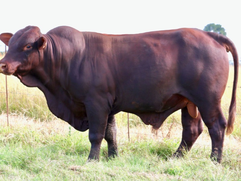 Hereford Bull Lot 12
