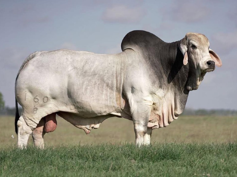 Boran Heifer