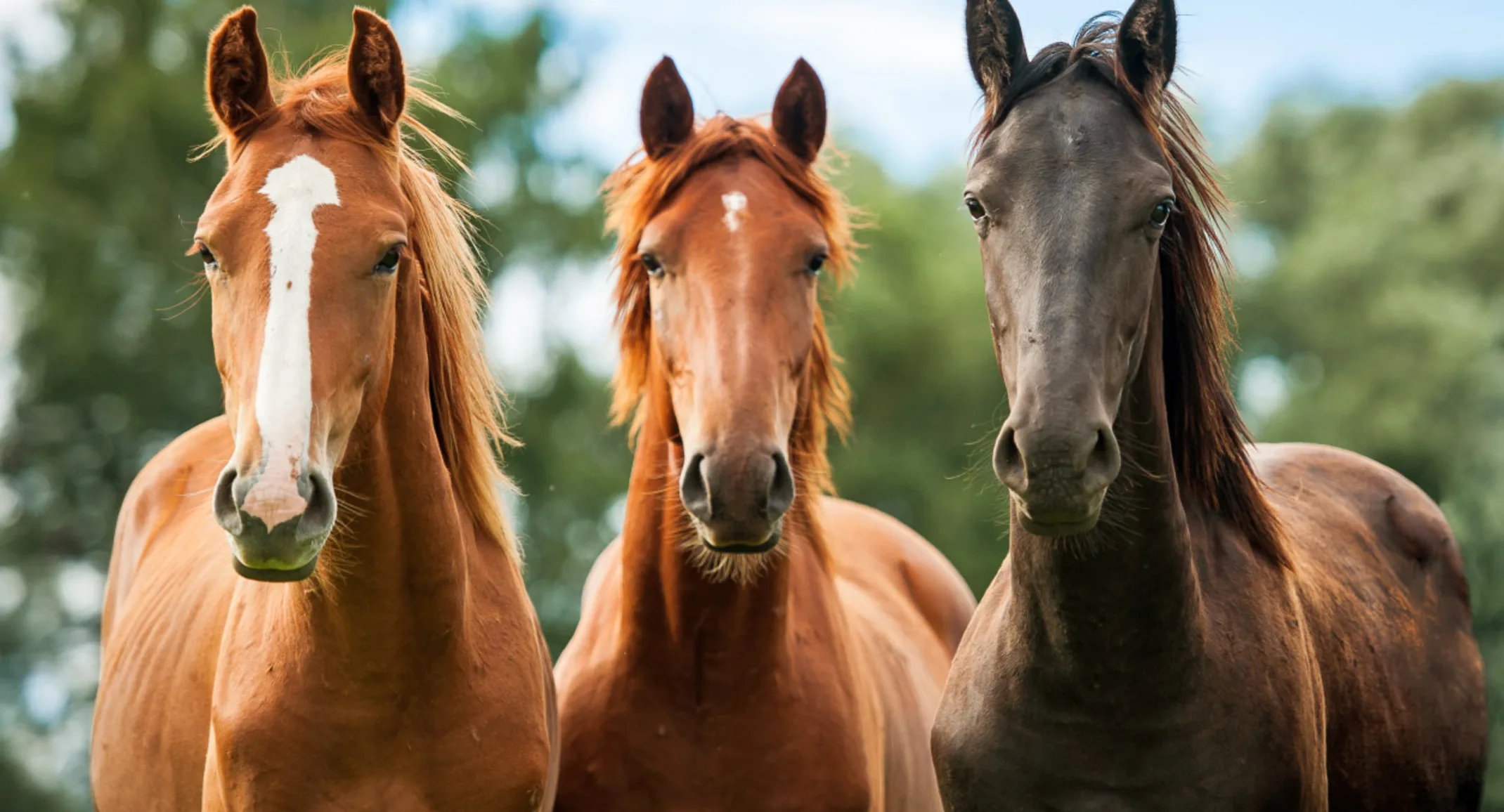 Horses