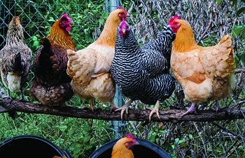 Poultry