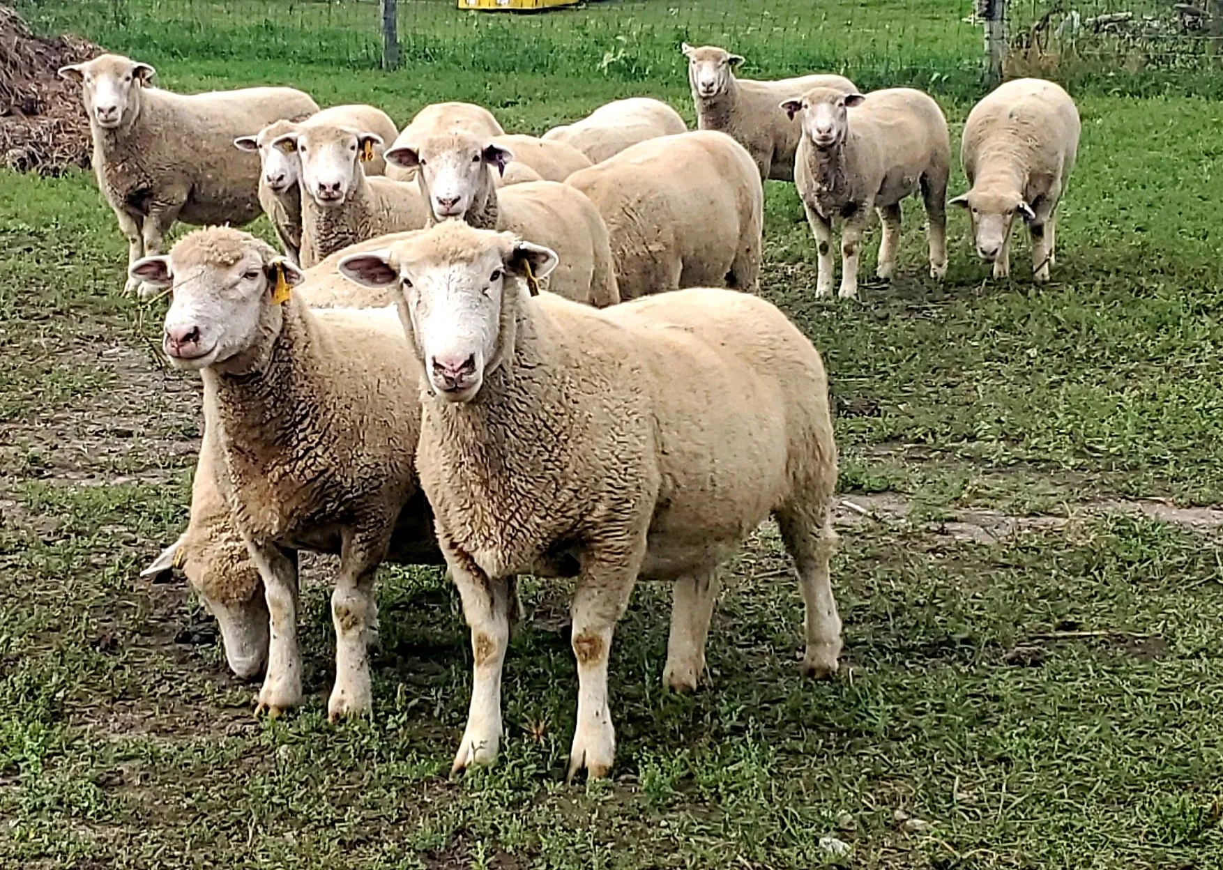 Sheep